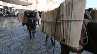 Eşekler Yunan Adası'nda