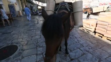 Eşekler Yunan Adası'nda