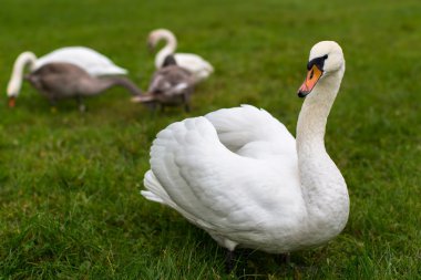 Swan family walking clipart