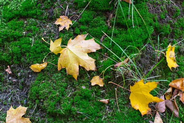 黄色の落ち葉 — ストック写真