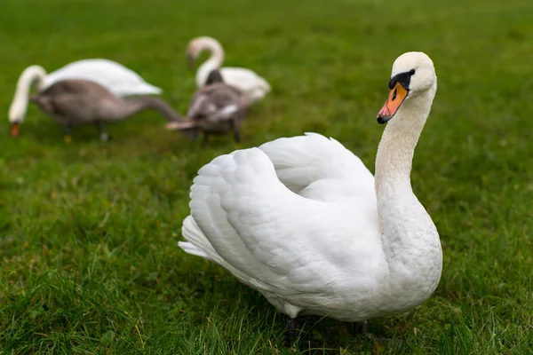 Swan rodinné procházky — Stock fotografie