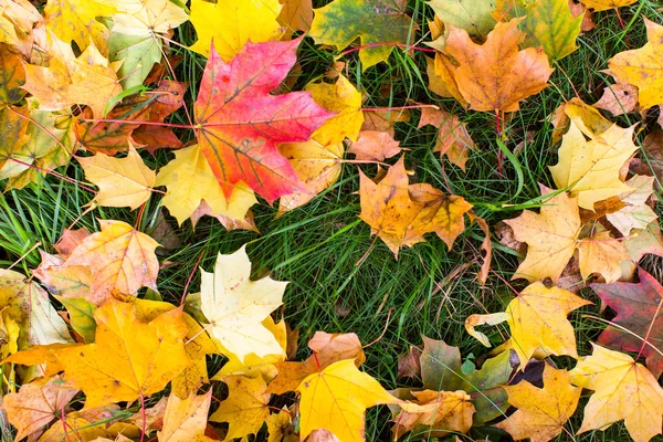 Gevallen gele bladeren — Stockfoto