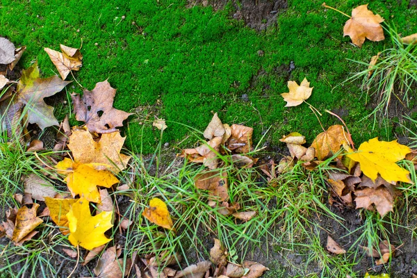 Feuilles jaunes tombées — Photo