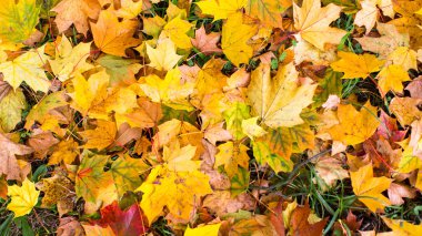 Sarı akçaağaç yaprakları