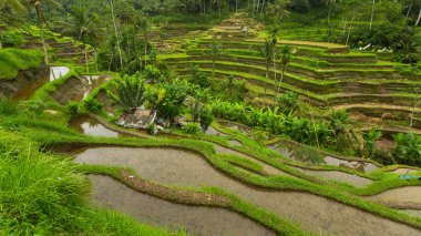 pirinç tarlaları Endonezya