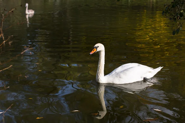 Cisnes nadando no lago — Fotografia de Stock