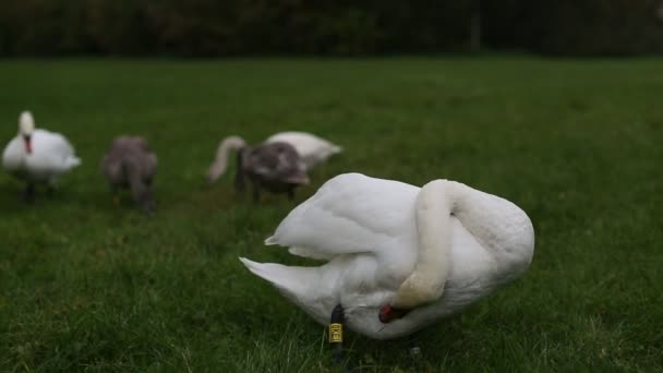 Swan rodina jíst trávu — Stock video