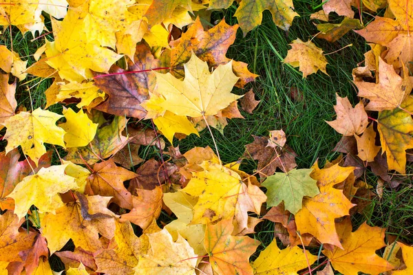 Lehullott levelek zöld füvön — Stock Fotó