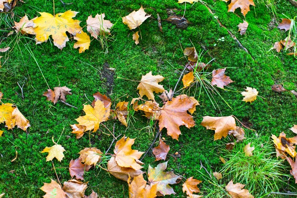 Spadané listí na zelený mech — Stock fotografie