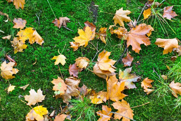 Feuilles tombées sur la mousse verte — Photo