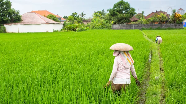 Селяни на зеленому рисовому полі — стокове фото