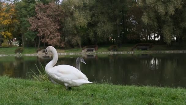 Cisnes em um prado perto do lago . — Vídeo de Stock