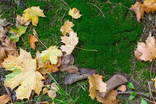 Gevallen bladeren op groene mos — Stockfoto