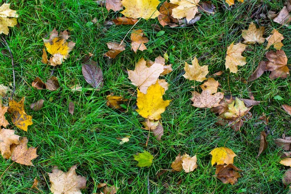 Feuilles jaunes tombées sur le sol — Photo