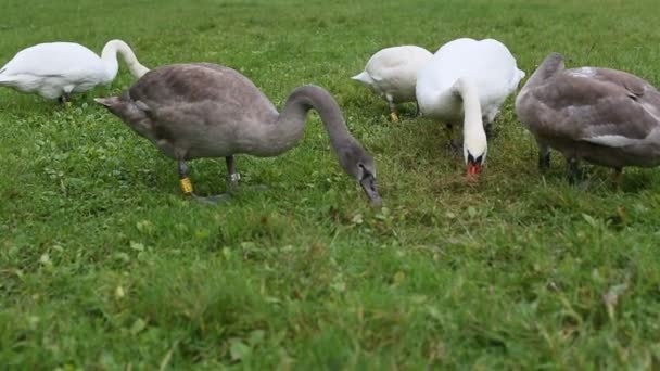 Cygnes mangeant de l'herbe dans la prairie — Video