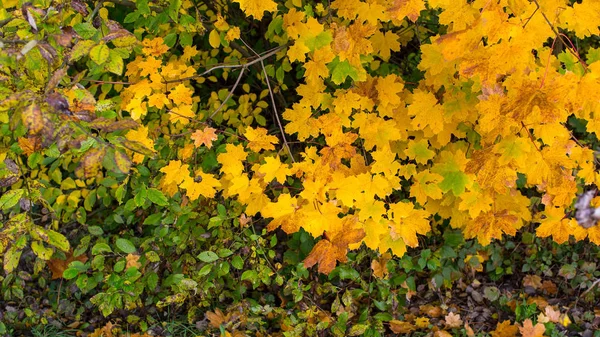 Gele en groene bladeren op de struiken — Stockfoto