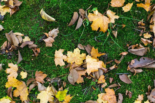Падшие жёлтые листья на зелёном мху — стоковое фото