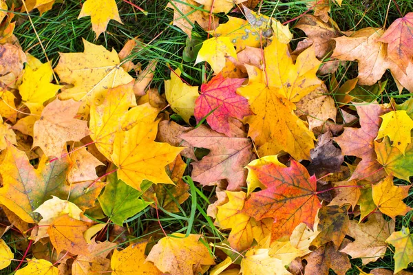 Gula och röda blad på grönt gräs — Stockfoto