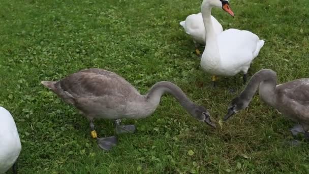 Schwäne fressen Gras auf der Wiese — Stockvideo