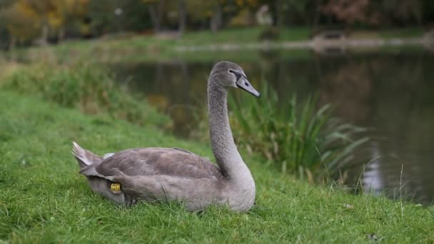 Grey Swan liggend op het gras — Stockvideo
