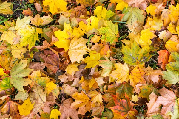 Foglie gialle cadute a terra — Foto Stock