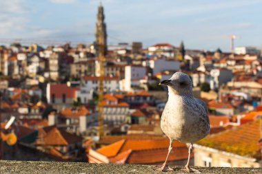 Porto'nun şehrin arka plan üzerinde martı