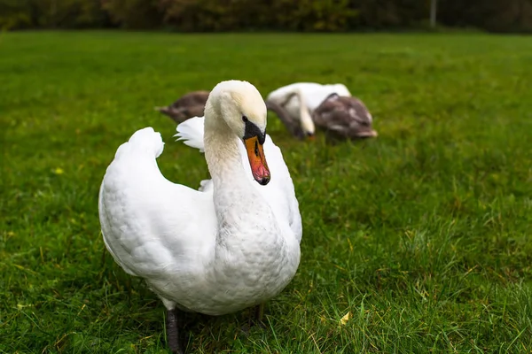 Familia de cisnes en un prado —  Fotos de Stock