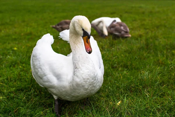 Cisnes en la hierba verde —  Fotos de Stock