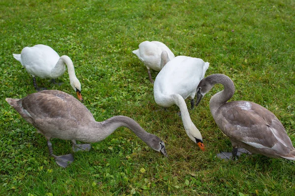 Cisnes comiendo hierba en el prado —  Fotos de Stock