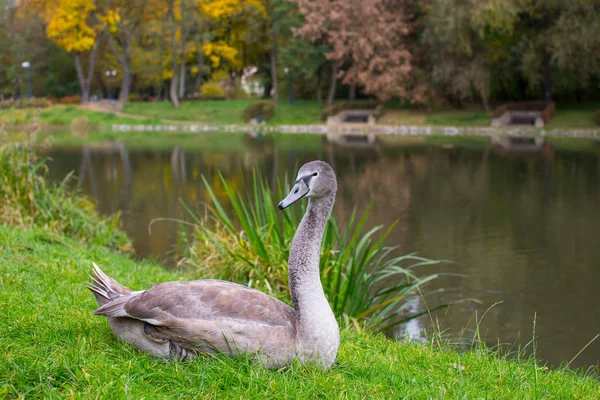 Grey zwaan in de buurt van het meer — Stockfoto
