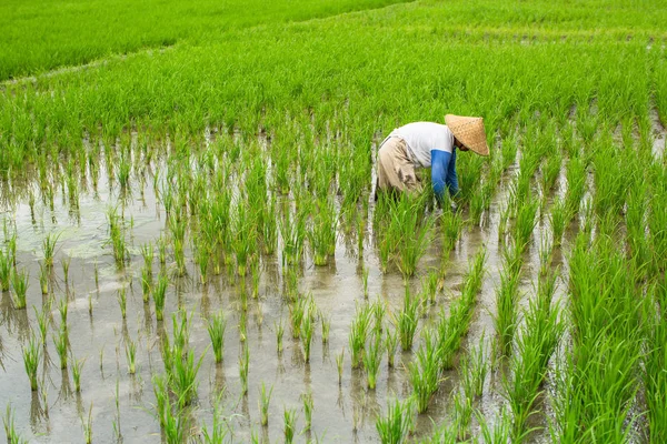 Rolnik w pole ryżu — Zdjęcie stockowe