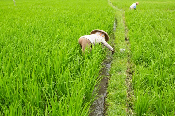 Agricultores que trabajan en el campo de arroz — Foto de Stock