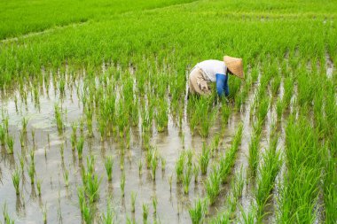 Bali dili çiftçi çalışma