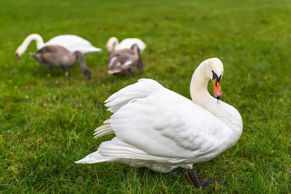Cisnes sobre la hierba verde —  Fotos de Stock