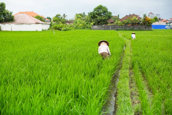 Agricultores trabalham no campo do arroz — Fotografia de Stock