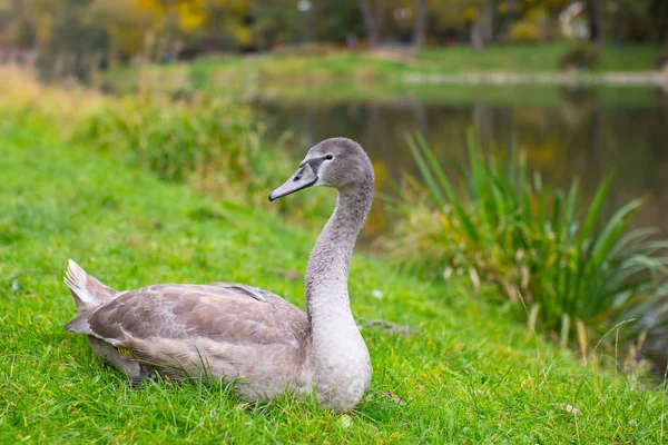 Swan ležící na trávě — Stock fotografie