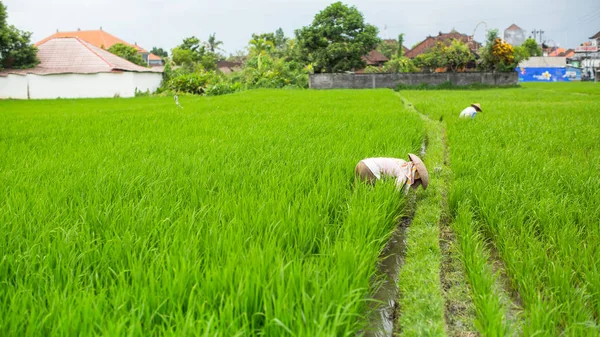 Τομέα του ρυζιού με εργαζόμενους αγρότες — Φωτογραφία Αρχείου