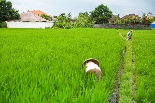 Agricoltori che lavorano in una risaia — Foto Stock