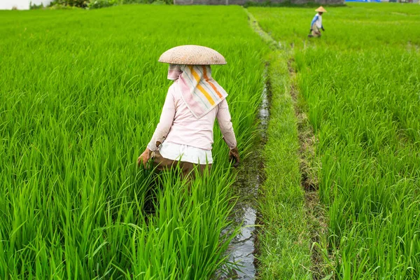 Indonesiska jordbrukare odla ris — Stockfoto