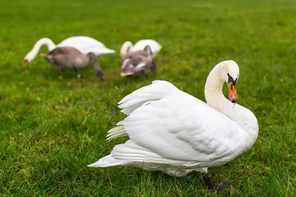 Cisnes en pradera verde —  Fotos de Stock