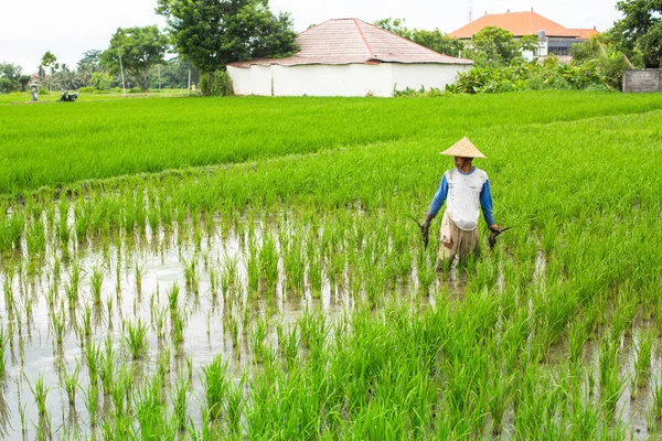 Pirinç tarlasında çalışan çiftçi. — Stok fotoğraf