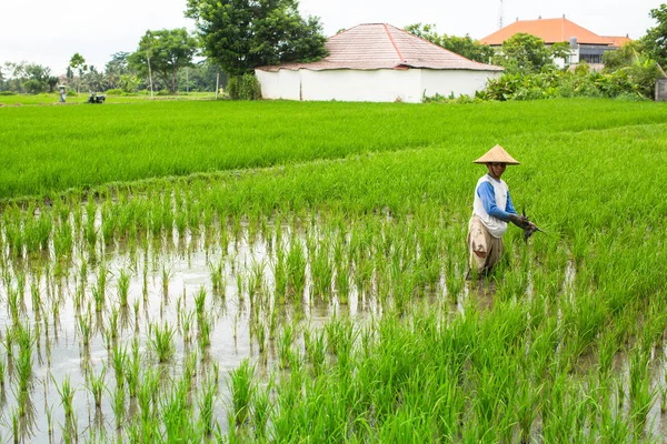 Agricultor que trabalha no campo de arroz — Fotografia de Stock