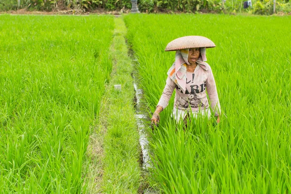 Rolnik pracujący na polu ryżu — Zdjęcie stockowe