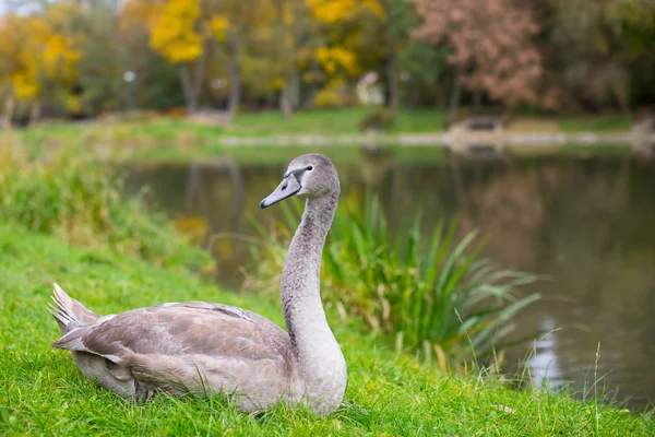 Labuť v louce u jezera — Stock fotografie