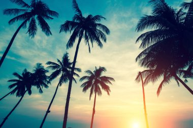 Gökyüzüne karşı palmiye ağaçları 