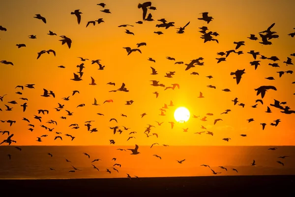 Vogelschwärme und Sonnenuntergang im Meer — Stockfoto