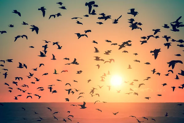 Silhouettes of birds at sunset — Stock Photo, Image