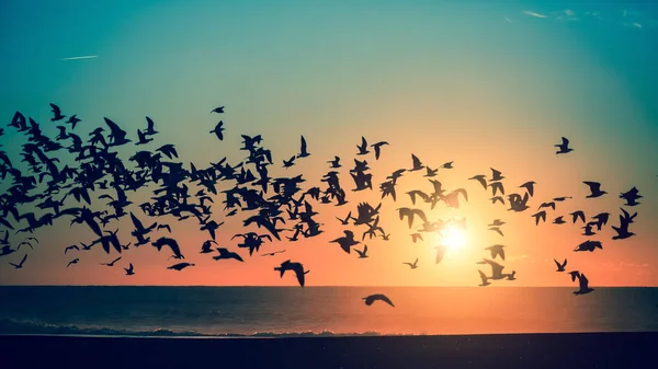 Oiseaux pendant le coucher du soleil magnifique — Photo