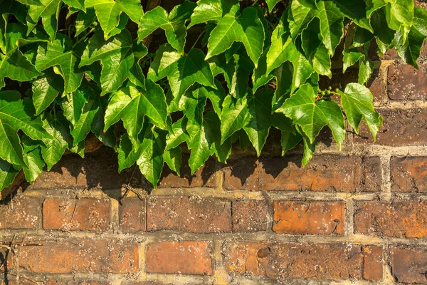 Leaves on brick wall — Stock Photo, Image