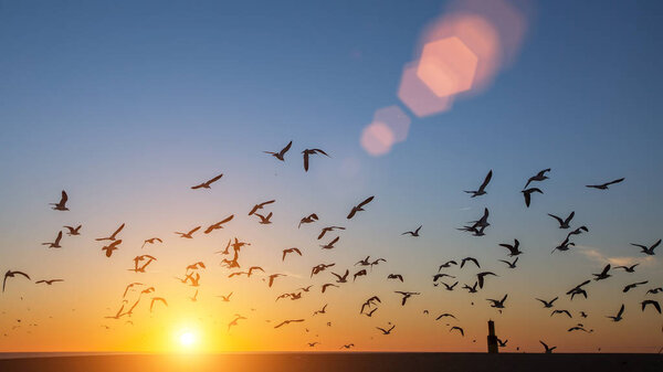 Birds over Atlantic ocean